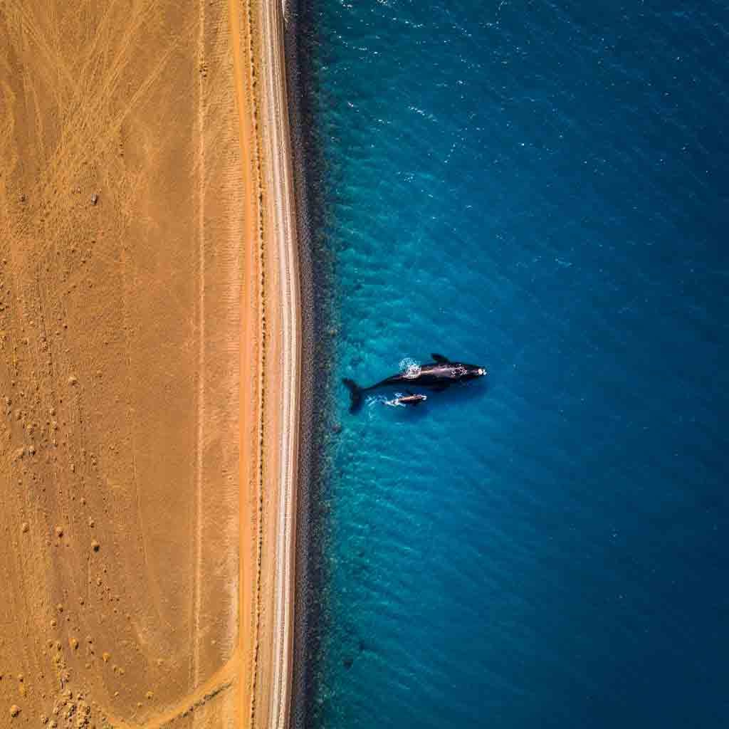 Vista aérea de la costa de Puerto Madryn: una ballena y su cría nadan donde el desierto patagónico se encuentra con el mar. Aventura vasta con Diversidad.