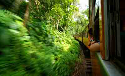 Vista desde el interior del Tren Ecológico de la Selva en el Parque Nacional Iguazú durante la travesía.